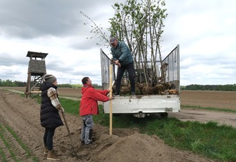 Jeden ze stromů symbolicky zasadil i starosta Starého Kolína, na snímku zatlouká podpůrný kůl pro jeho rovný růst.
