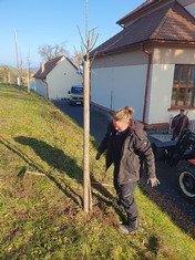 Devatenáct ovocných stromů (jabloně, slivoně, hrušně a třešně) a tři sta keřů (kalinu obecnou, ptačí zob, růži dužnoplodou, svídu krvavou, střemchu a brslen obecný či skalník celokrajný) vysadili v těchto dnech za asistence zahradnické firmy obyvatelé obce Podmokly na Klatovsku.