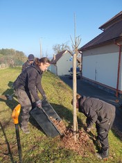 Devatenáct ovocných stromů (jabloně, slivoně, hrušně a třešně) a tři sta keřů (kalinu obecnou, ptačí zob, růži dužnoplodou, svídu krvavou, střemchu a brslen obecný či skalník celokrajný) vysadili v těchto dnech za asistence zahradnické firmy obyvatelé obce Podmokly na Klatovsku.