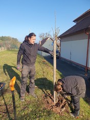 Devatenáct ovocných stromů (jabloně, slivoně, hrušně a třešně) a tři sta keřů (kalinu obecnou, ptačí zob, růži dužnoplodou, svídu krvavou, střemchu a brslen obecný či skalník celokrajný) vysadili v těchto dnech za asistence zahradnické firmy obyvatelé obce Podmokly na Klatovsku.