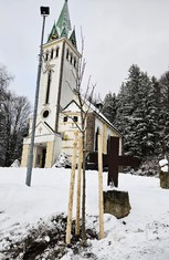 Nová alej podél Křížové cesty ke kostelu sv. Štěpána Paduanského v Bedřichově.